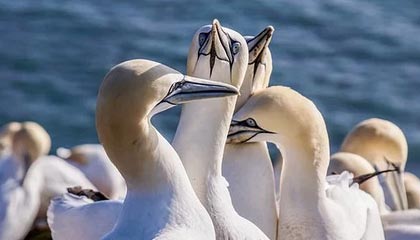 九游官网下载电脑版-_防守如铁壁，尼克斯锁死快船_，尼克斯防守效率