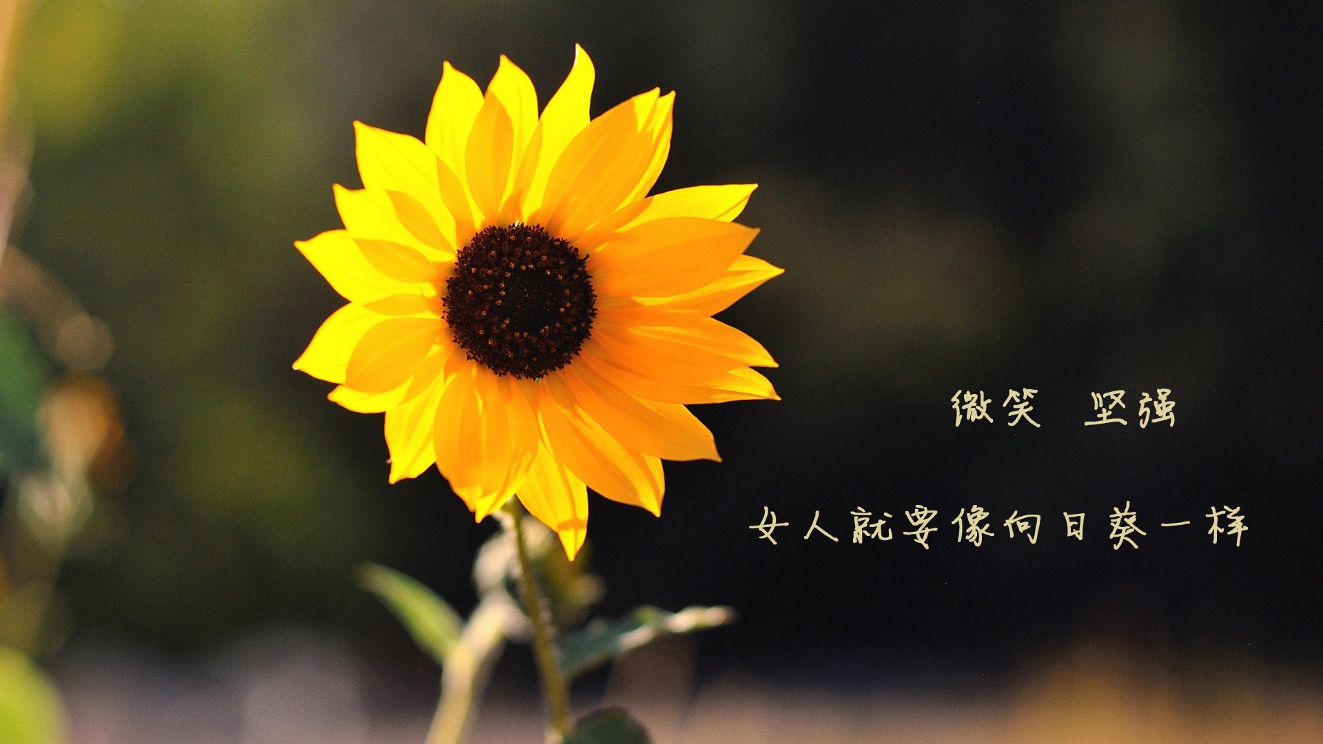 九游娱乐(jiuyou)官网-“意甲激烈碰撞，实力排名不断变化”，意甲最强