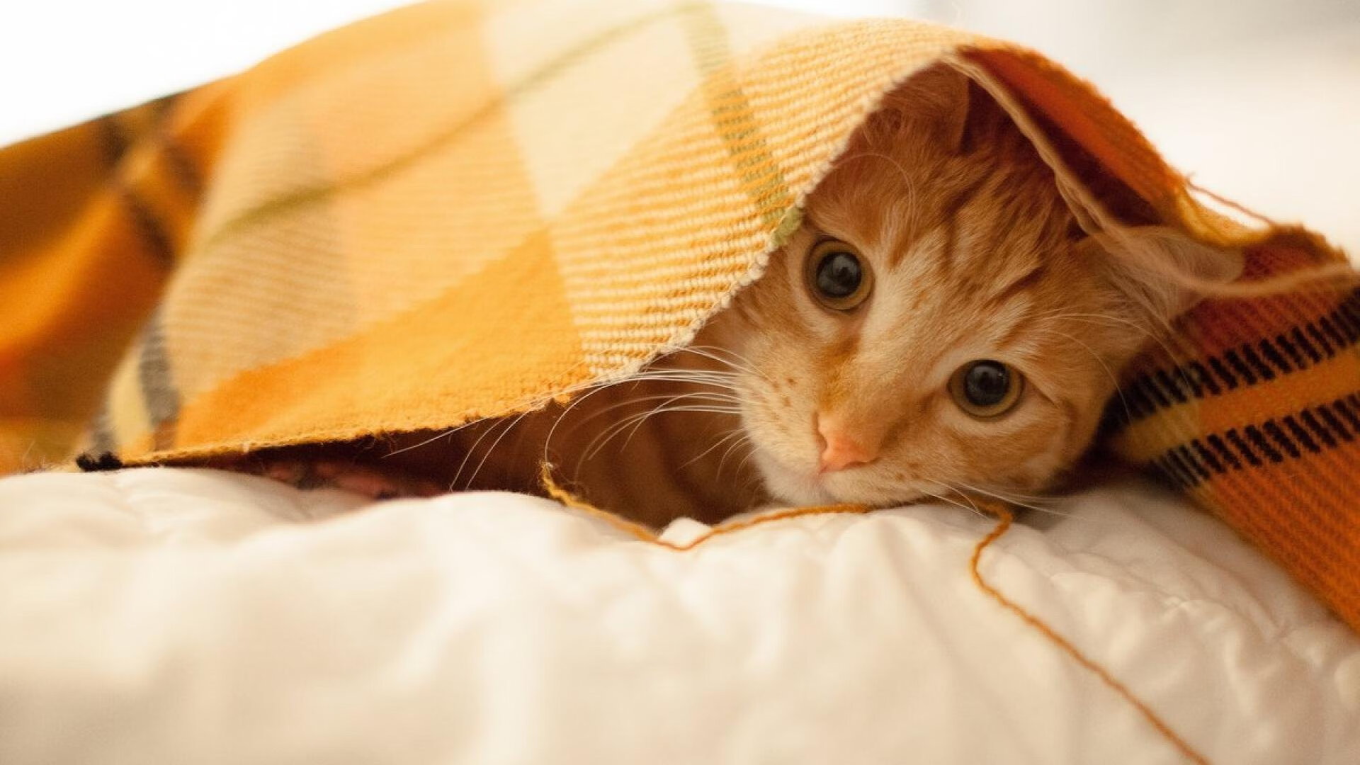 九游下载官网-【名将故事】丁俊晖的训练日常与比赛心态调节技巧，丁俊晖水平到底怎么样