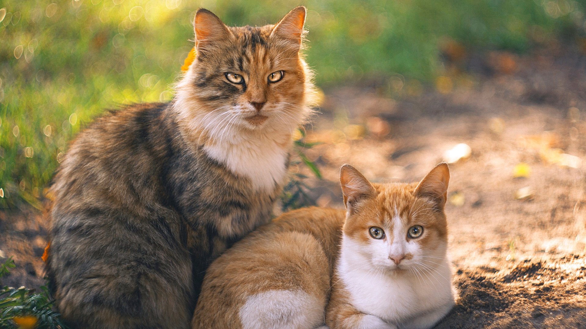 与国际瑜伽大师合作，举办大师班，国际瑜伽大师有哪些