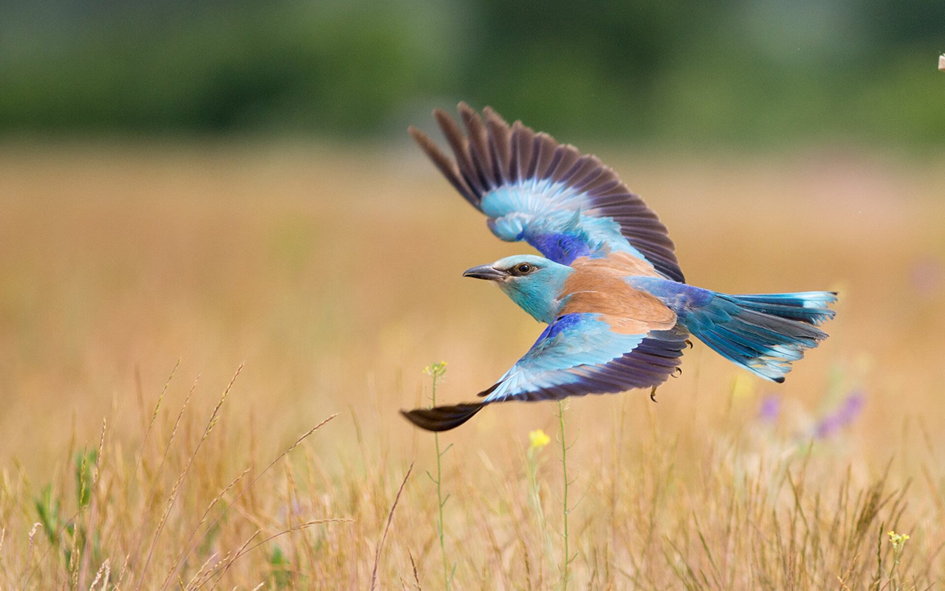 九游sports-中国篮球明星赵睿个人品牌影响力持续扩大，中国篮球运动员赵睿