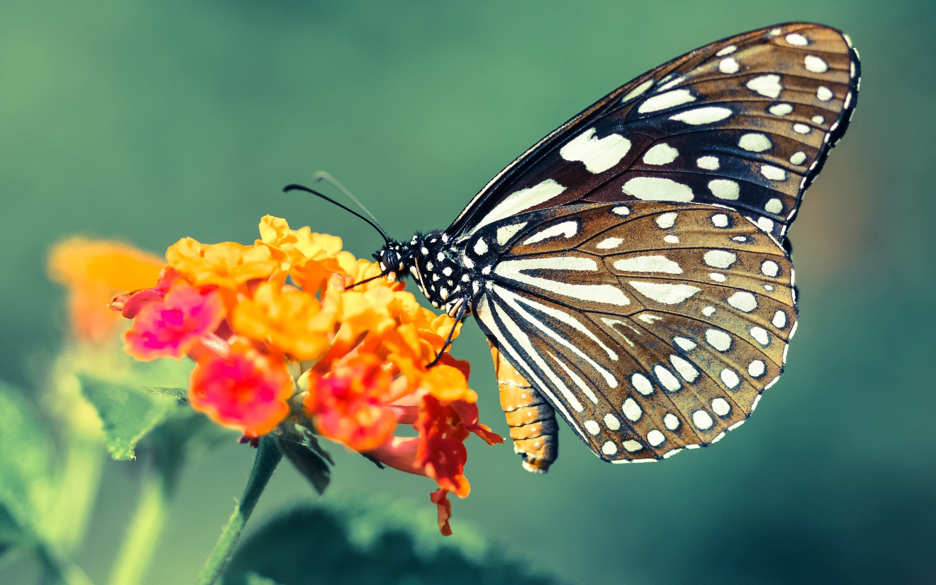 中国足球青训合作项目遍地开花，中国足球青训搞得比较好的球队