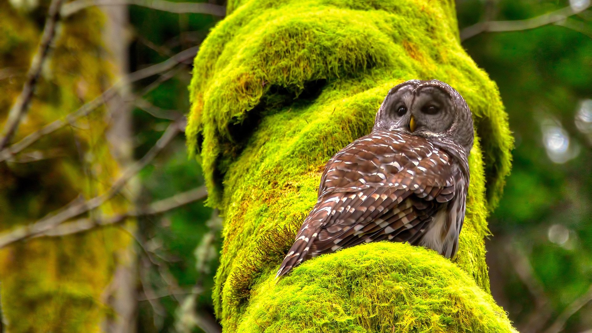九游登录入口-伊朗队替补席席地而坐，原因：雪地太软太舒服，伊朗主场