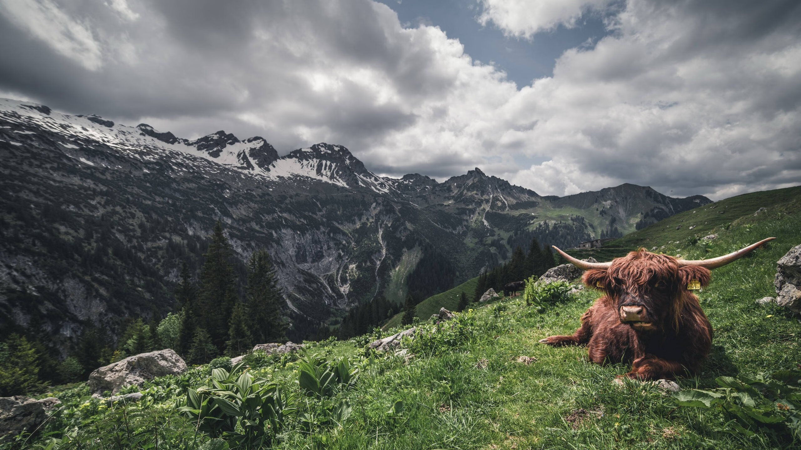 史上最“疯狂”的快攻，速度与技巧的巅峰体验，快攻有哪几种